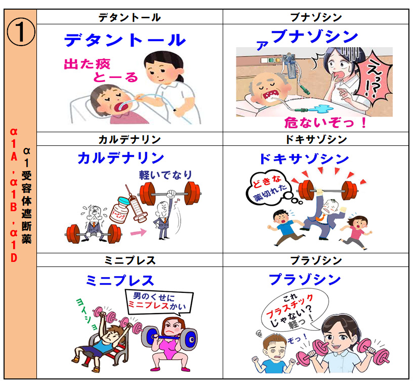 A1受容体が多い前立腺と尿道 だから遮断薬が排尿障害を改善するのか 絵とゴロで楽しく覚えるクスリの名前