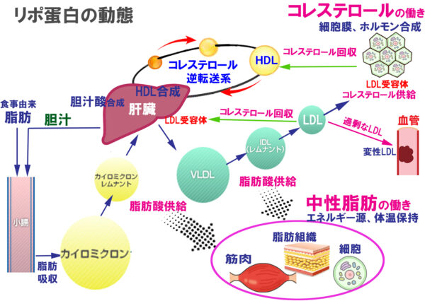 手順はどのようなものですか?
