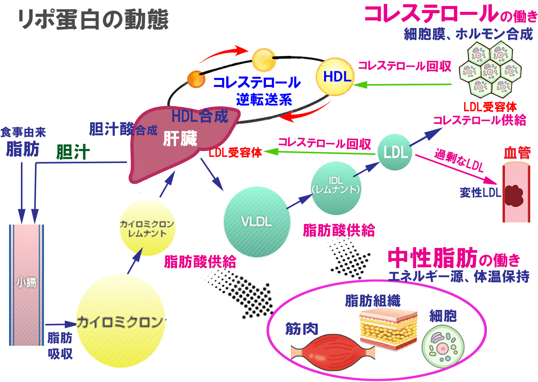 コレステロールの範囲はどれくらいですか?