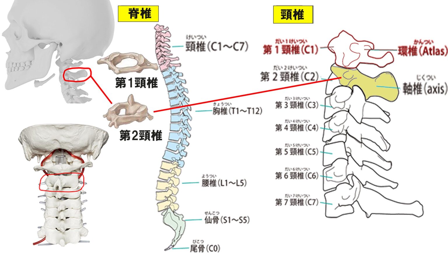 喉仏 イラスト – 舌骨装置 _ 喉仏 イラストのイラスト素材 – MCKX