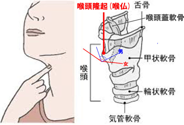 喉仏の構造