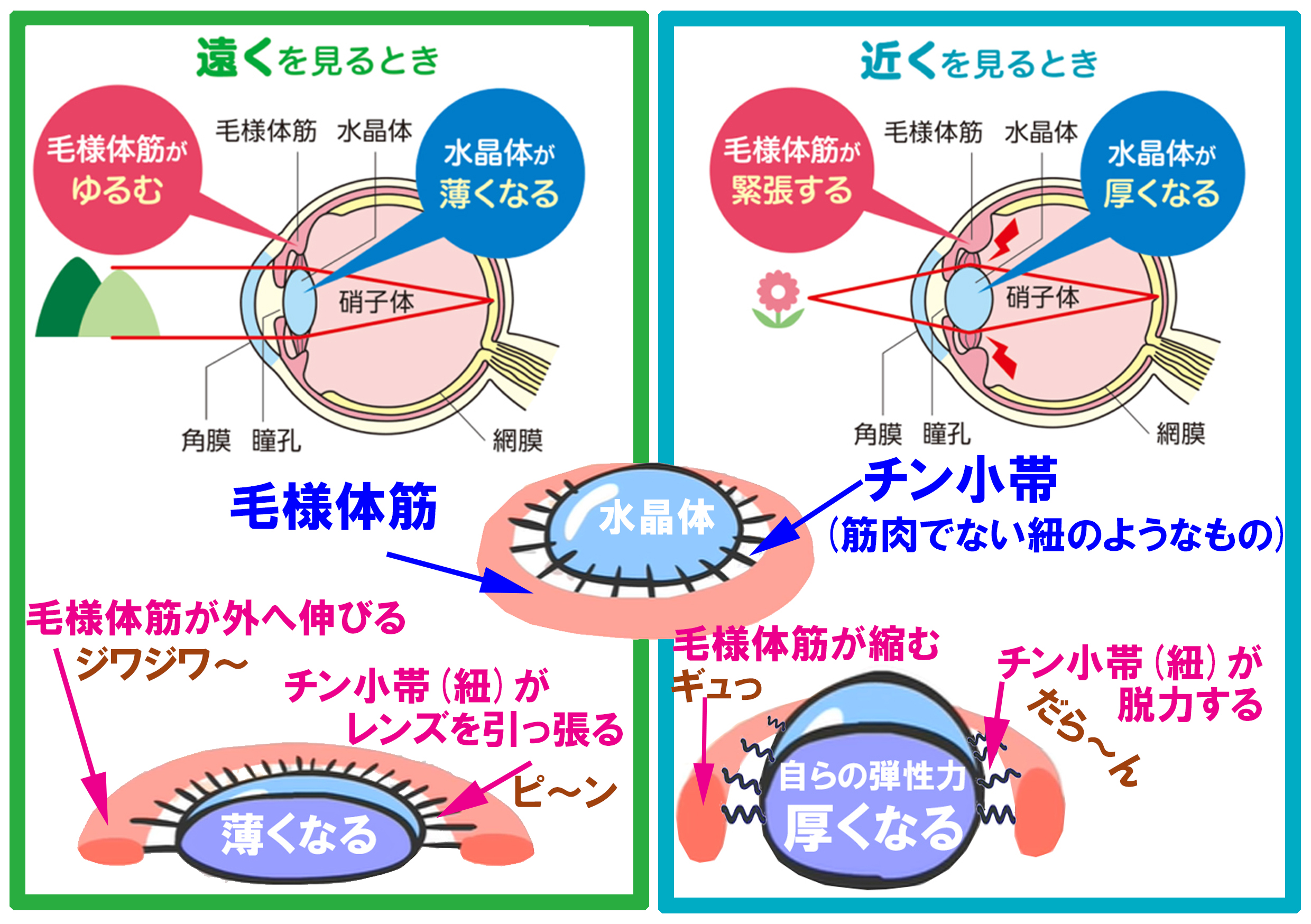 「目の動きと緑内障を知らずして、服薬指導はできない!」な~んてね | 絵とゴロで楽しく覚えるクスリの名前