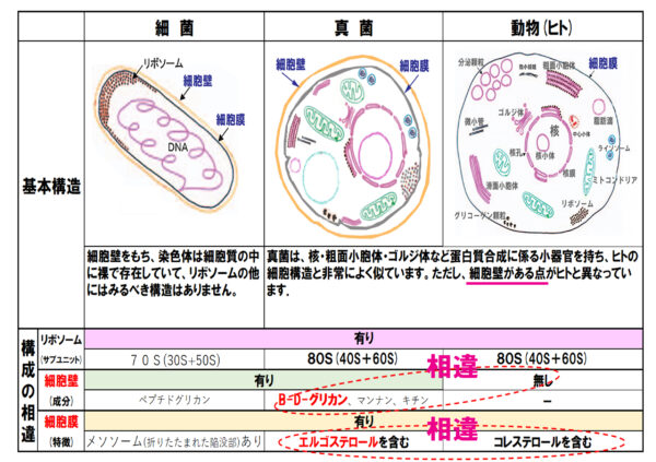 真菌細胞とヒトの細胞