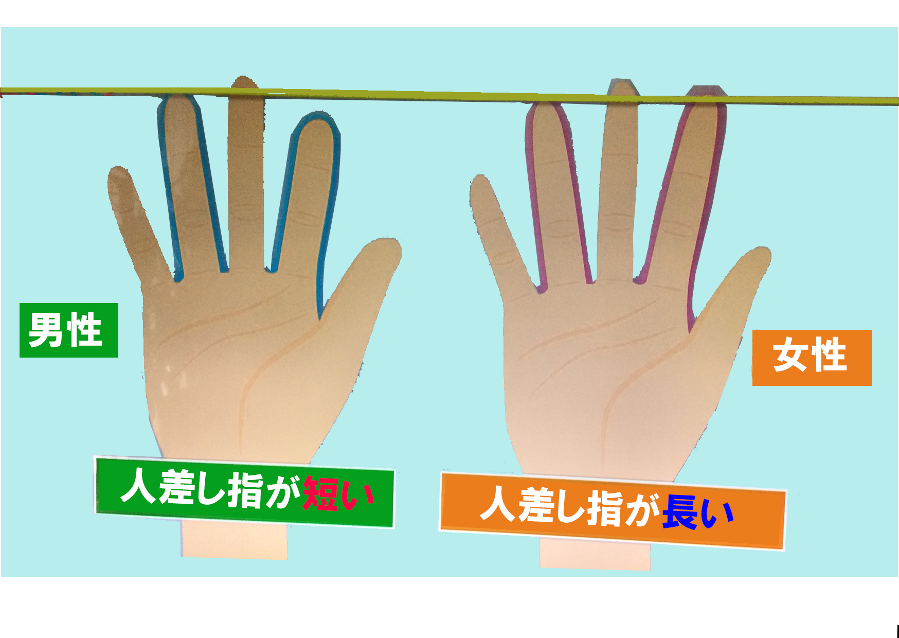 2d:4d 比率 性格 特徴